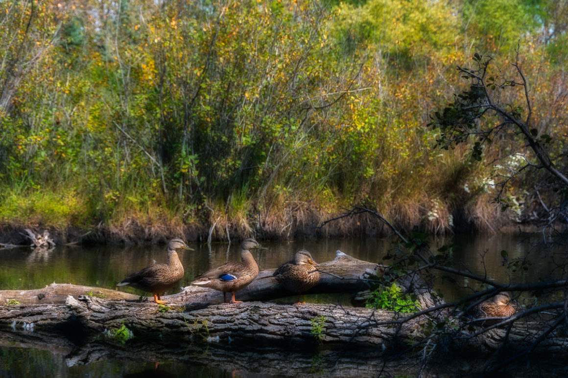 ducks on a log