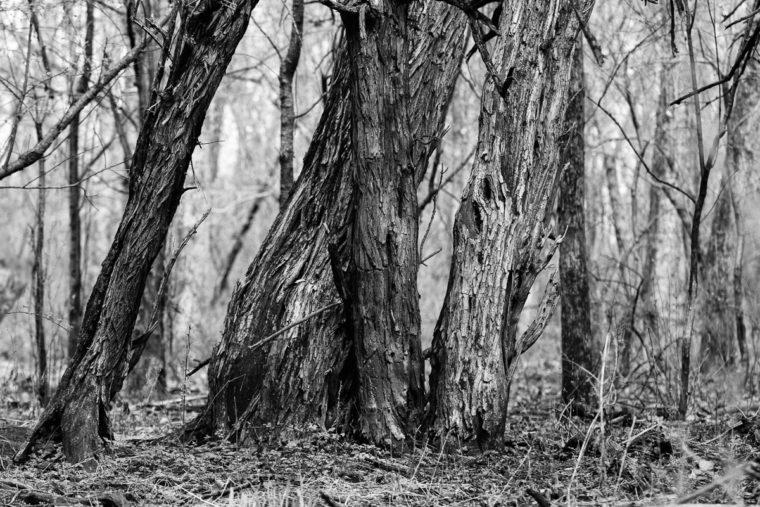 Osage Orange tree