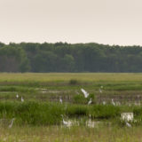 Bartel Grassland