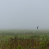 Bartel Grassland