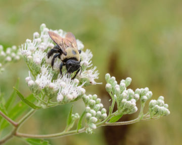 a busy bee